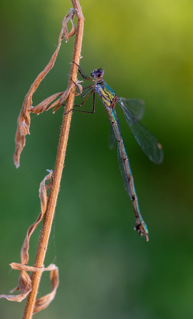 Da identificare se possibile - Chalcolestes sp. femmina